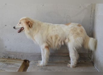 Pratheep - Vom Clan der Fussel - Pfoten