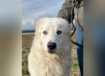 Mulan - Sanfte Präsenz, großes Herz