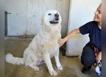 Eskie - aber bitte mit Sahne ins Glück!