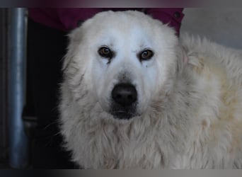 DaigDaigle - "Tauschen Sie den Rest Ihres Zögerns gegen den Rest meines Lebens!"