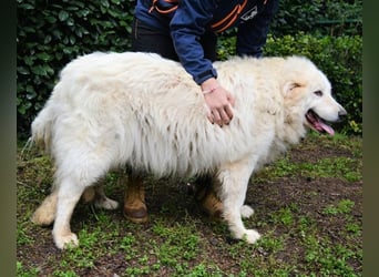 Hadriano - Viel mehr als nur einer unter vielen!