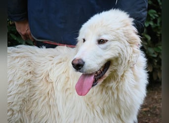 Leofric - Kleiner Löwe hat Großes vor