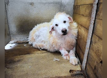 Haigen - SOS - Wenn das Foto zur Anklage wird.