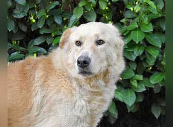 Antiloco - Nur ein Wunsch: endlich nach Hause!