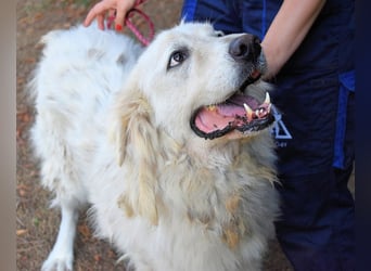 Aristodemo - nicht nur Schall und Rauch