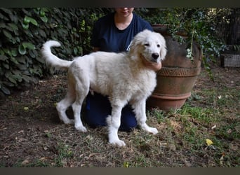 Leofric - Kleiner Löwe hat Großes vor