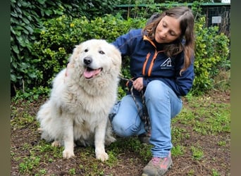 Tallulah - Grandezza auf vier Pfoten!