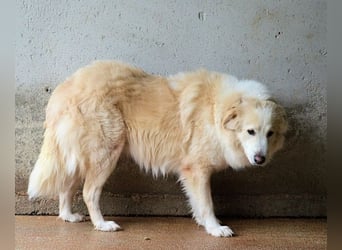 Olivielle- Junge Dame im Bärenmantel