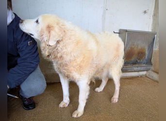 Eskie - aber bitte mit Sahne ins Glück!