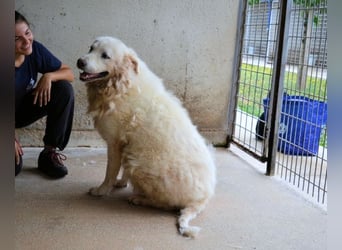Eskie - aber bitte mit Sahne ins Glück!