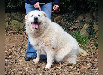 Tallulah - Grandezza auf vier Pfoten!