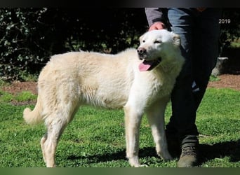 Zipper - Ein vergeudetes Leben