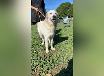 Mira - eine weiße Herzensbrecherin und ihre drei Schwestern