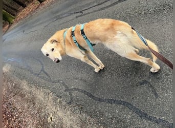 Yannick - SOS- (Dringend Pfflegestelle oder Zuhause gesucht )verloren zwischen Angst und Bindung