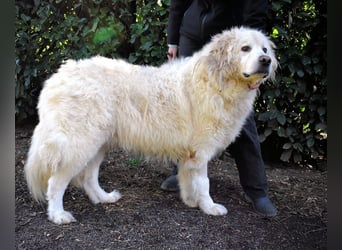 Balvin - Andere schauen bis zum Horizont