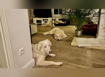 Stardust - Von der Erde zum Mond und zurück....