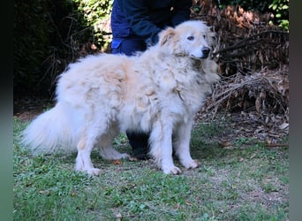 Dominico - Die Stimme des Windes