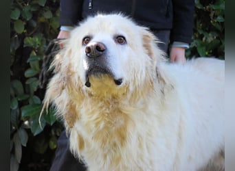 Balvin - Andere schauen bis zum Horizont