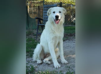 Mira - eine weiße Herzensbrecherin und ihre drei Schwestern