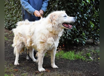 Apolonio - möchte für seine Menschen ein Fels in der Brandung sein