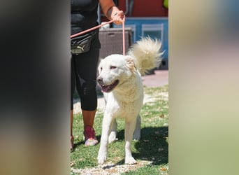 Cornelius - ein junger Rüde mir Herz, Köpfchen und Tatendrang