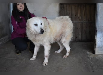 Daigle - "Tauschen Sie den Rest Ihres Zögerns gegen den Rest meines Lebens!"
