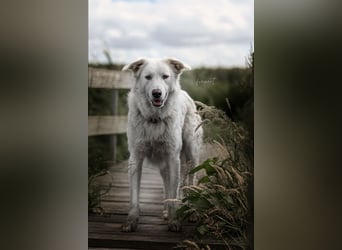 Tennison - Fellknäuel sucht dringend großes Körbchen