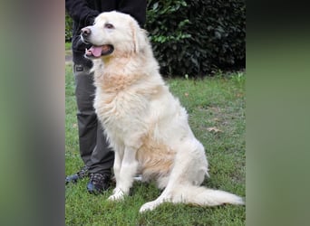 Balvin - Andere schauen bis zum Horizont