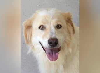 Pratheep - Vom Clan der Fussel - Pfoten