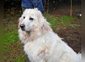 Aristodemo - nicht nur Schall und Rauch