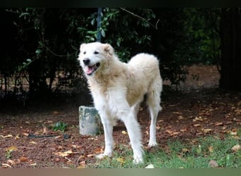 Dominico - Die Stimme des Windes