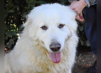 Hadriano - Viel mehr als nur einer unter vielen!