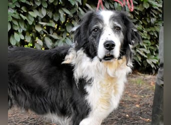 Hindah - Dreieinhalb Sommersprossen