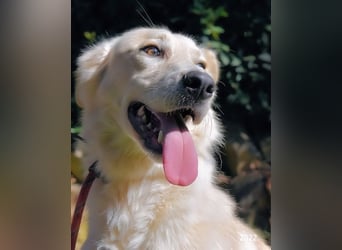 Antiloco - Nur ein Wunsch: endlich nach Hause!