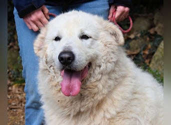 Tallulah - Grandezza auf vier Pfoten!