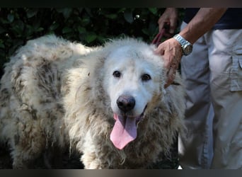 Noak - Alles nur Wunschdenken... ?