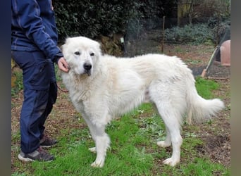 Apolonio - möchte für seine Menschen ein Fels in der Brandung sein