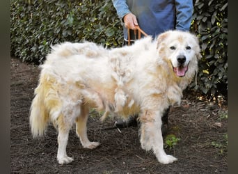 Apolonio - möchte für seine Menschen ein Fels in der Brandung sein