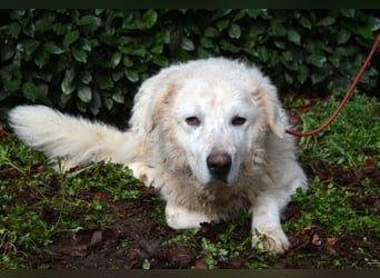 Gherardo - Ein Adler bleibt ein Adler...