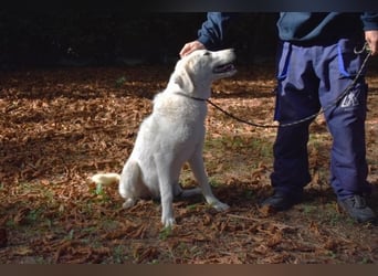 Damarius - niemals ist eine schrecklich lange Zeit