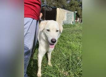 Boss - Wenn ein Name täuscht und ein Herz gewinnt