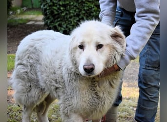 Gorivah - Das Leben ist zu kurz...