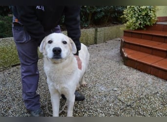 Neeko - Traumhund sucht Traummenschen