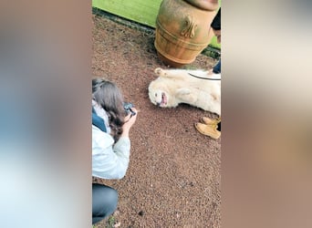 Hadriano - Viel mehr als nur einer unter vielen!