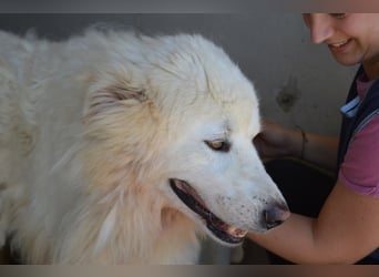 Jaafar - Der sanfte Riese