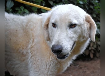 Damarius - niemals ist eine schrecklich lange Zeit