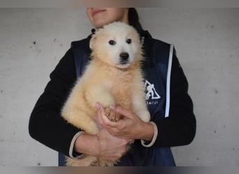 Cairox - Weiß jemand, was aufpassen eigentlich heißt?