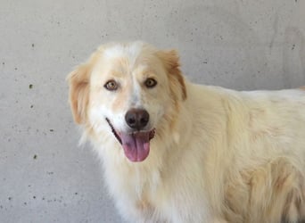 Pratheep - Vom Clan der Fussel - Pfoten