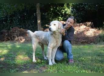 Sisko - es sind so viele