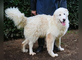 Leofric - Kleiner Löwe hat Großes vor